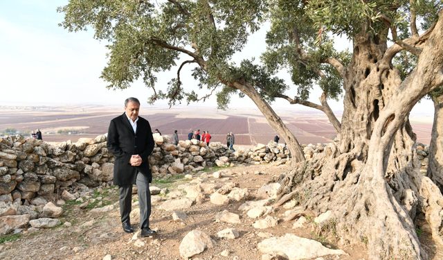Göbekli Anıt Zeytin Ağacı çevre düzenleme projesi hayata geçiriliyor