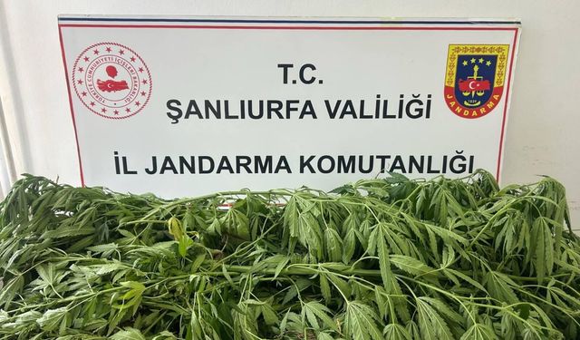 Şanlıurfa'da kenevir operasyonu! Jandarma şüpheliyi suçüstü yakaladı
