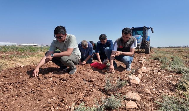 Şanlıurfa’da tarihi safran üretimi büyükşehir desteğiyle yeniden canlanıyor