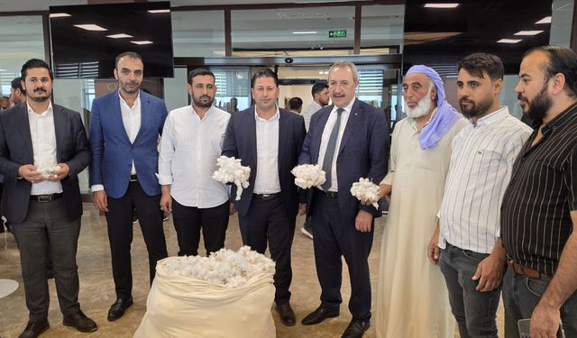 Şanlıurfa’da yılın ilk pamuğu görücüye çıktı