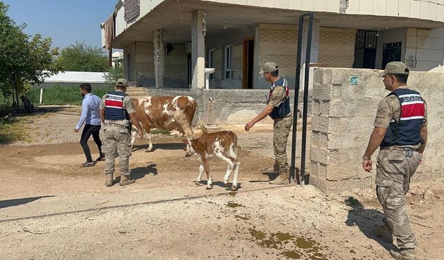 Alıcı gibi aradı, hayvanları gönderdi! Jandarma izini sürdü