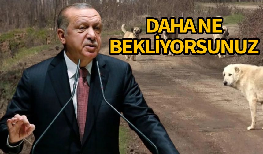 Erdoğan sokak köpekleriyle ilgili talimatı verdi...