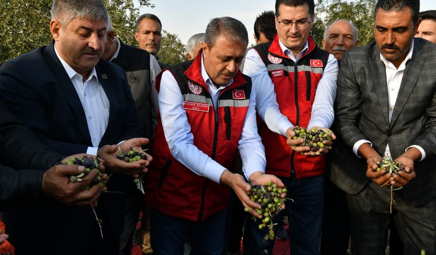 Vali Şıldak zeytin hasadına katıldı