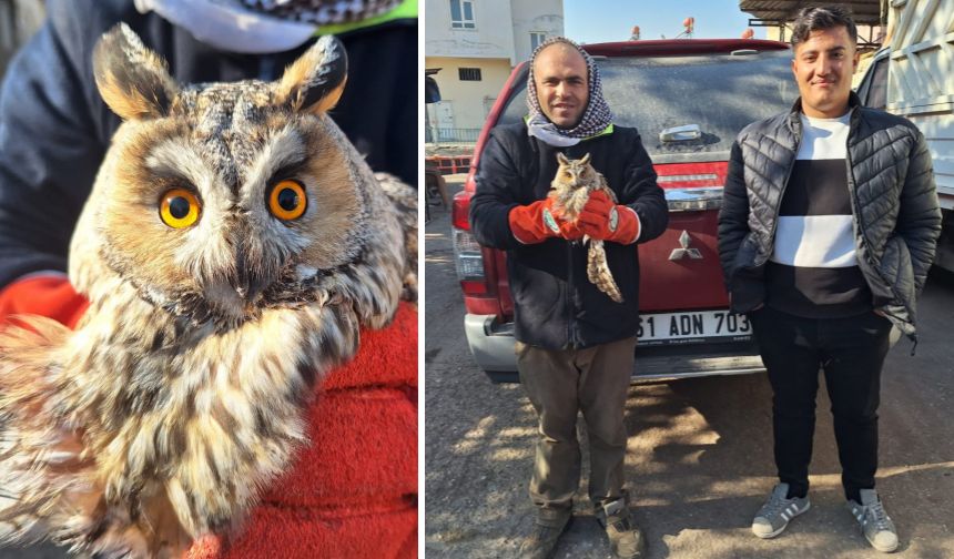 Kulaklı Orman Baykuşu bitkin halde bulundu