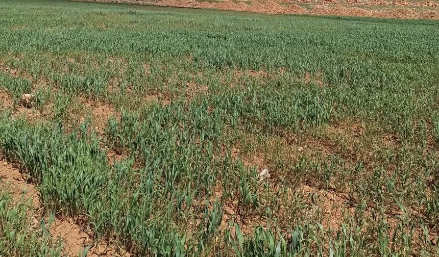 Suruç'ta çiftçiler zor durumda...
