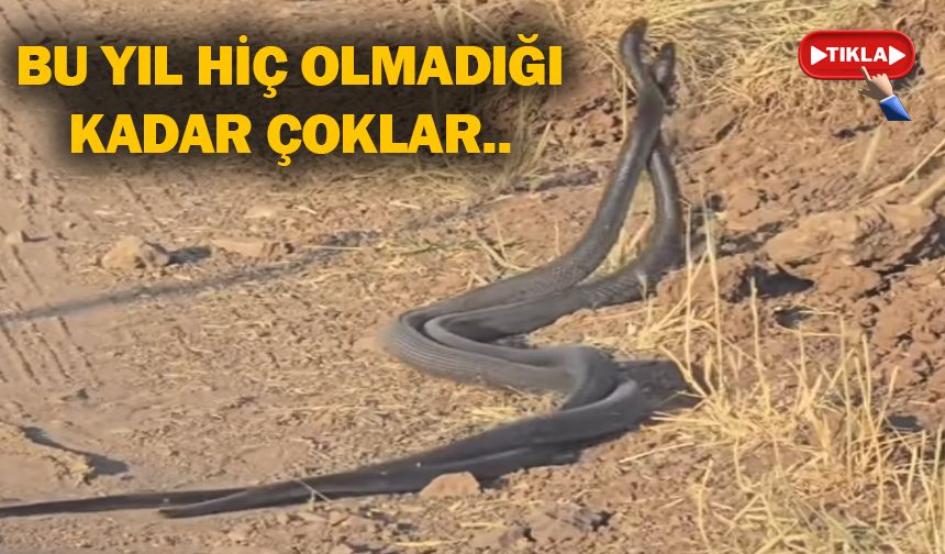 bu yıl hiç olmadığı kadar çoklar..