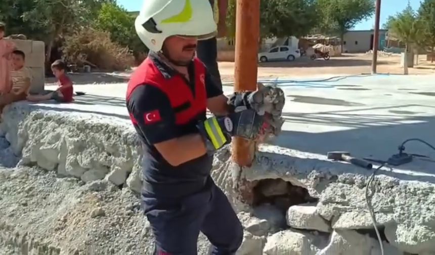 Harran’da Yavru Kedi İçin Seferber Oldular