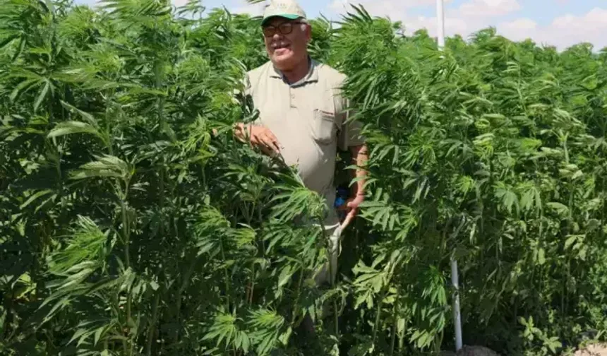 21 ilde kenevir yetiştirilecek: işte o iller...