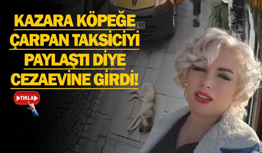 Köpeği Ezen Şoför Dışarıda, Görüntüyü Paylaşan Kadın Cezaevinde!