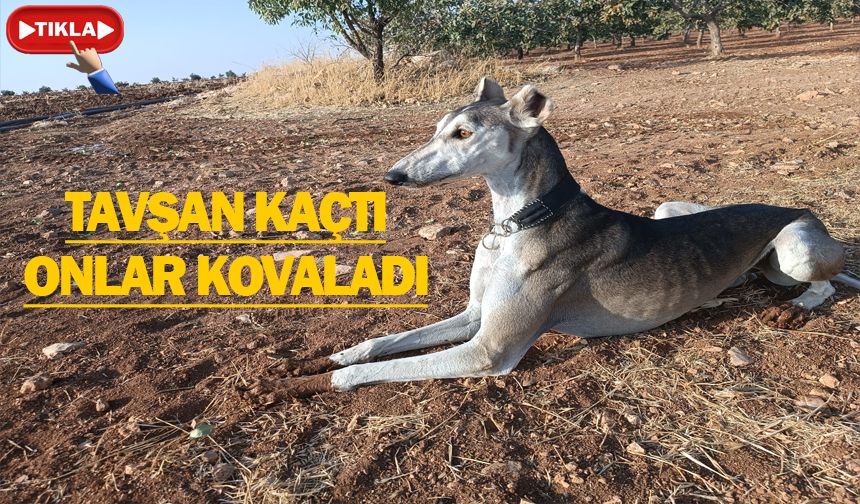 Karaköprü Kırsalında Nefes Kesen Anlar