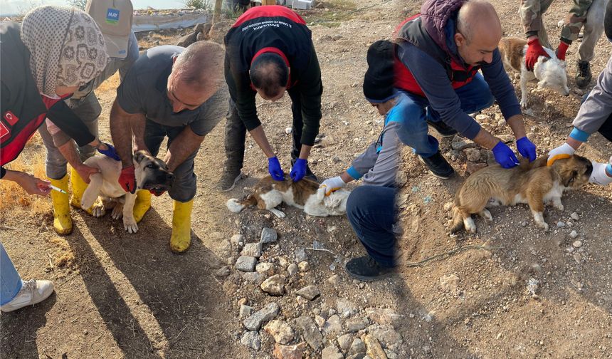 Kaymakam Karakaş açıkladı! Can dostlar kayıt altına alındı