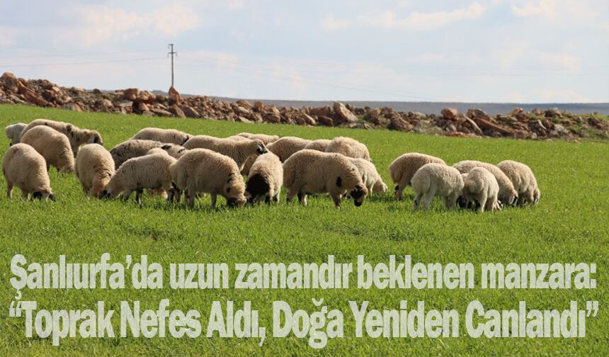 Urfa'da toprak suya doydu...