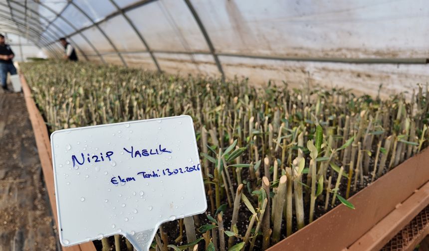 Urfa'da 30 bin fidan üretimi başladı