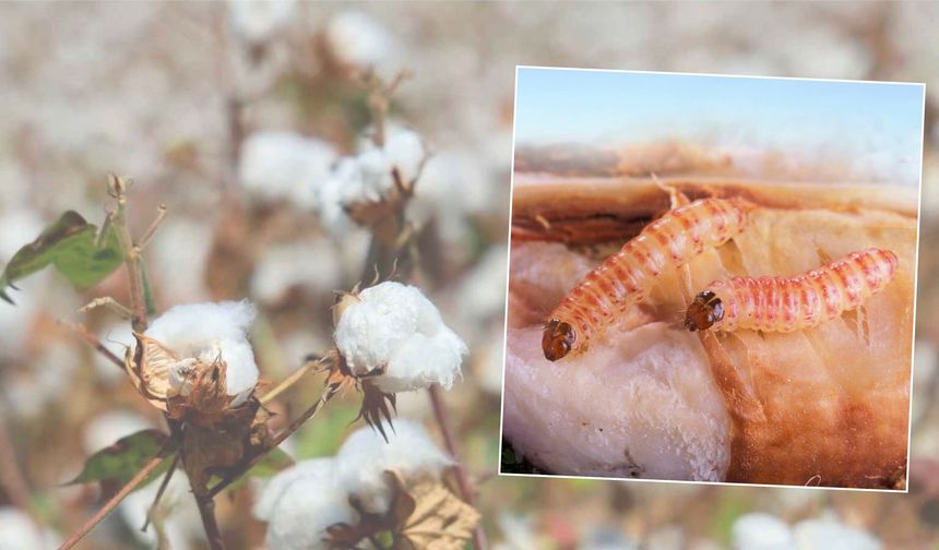 Urfalı çiftçilere önemli uyarı...