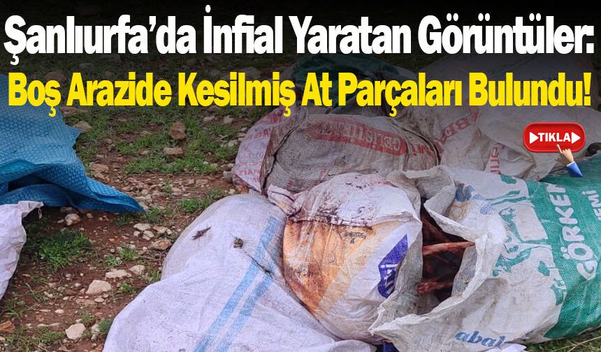 Şanlıurfa’da İnfial Yaratan Görüntüler: Boş Arazide Kesilmiş At Parçaları Bulundu!