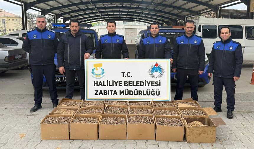 Kilolarca küflenmiş ceviz ele geçirildi