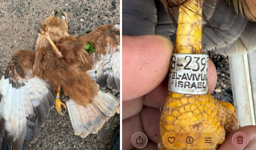 İsrail Urfa üzerinde casus kuş mu uçuruyor?