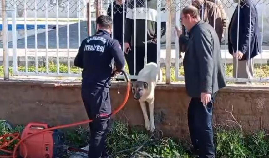 Demir profiline sıkışan köpeği itfaiye ekipleri kurtardı