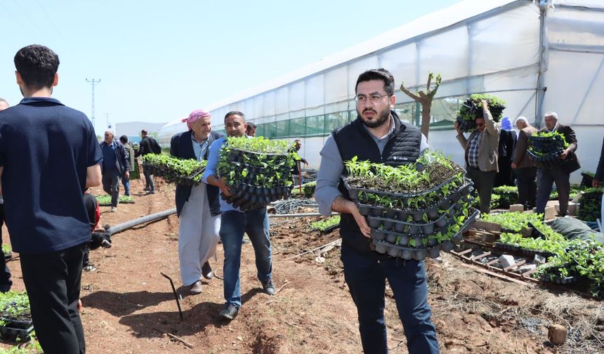 Büyükşehir'den üreticiye can suyu! Tam 1 milyon adet dağıtıldı