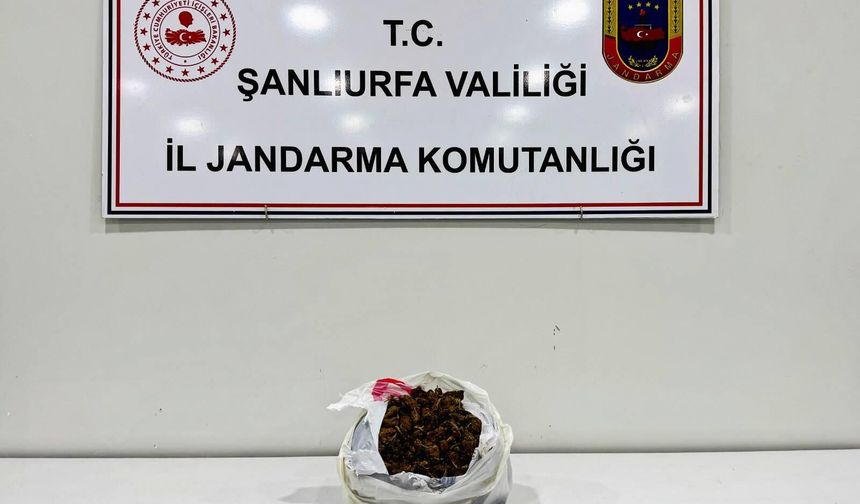 Narkotik köpekleri araçtaki skunku ortaya çıkardı!