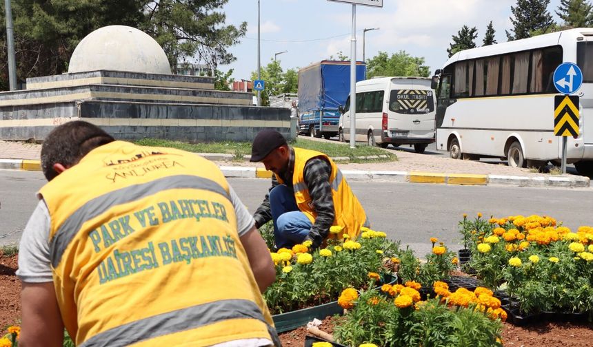 Büyükşehir kendi serasında üretti, şehrin dört bir yanını çiçeklerle donattı