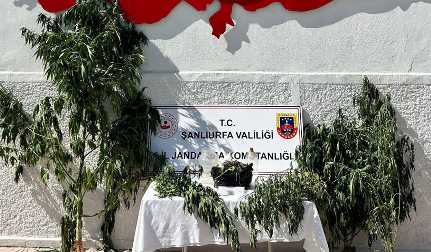 Şanlıurfa'da kenevir ve uyuşturucu aparatları ele geçirildi