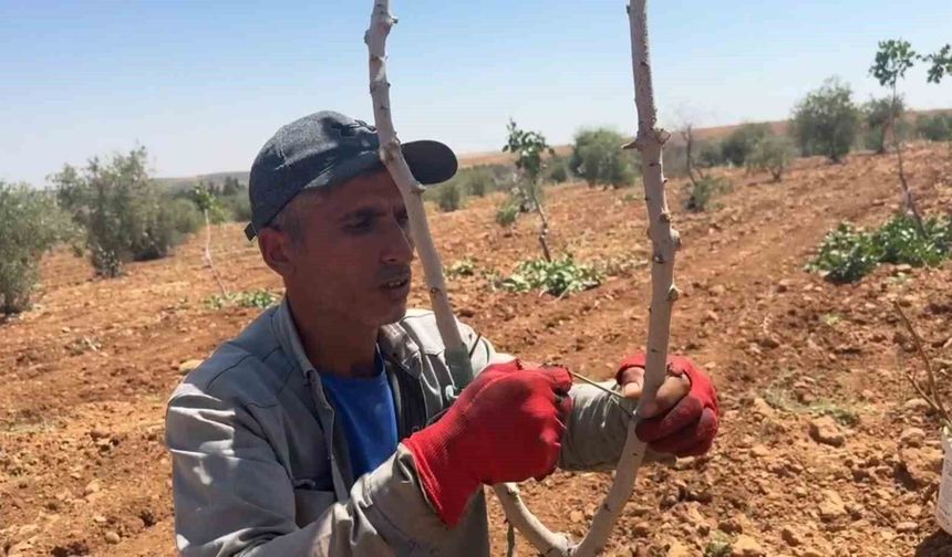 Urfa'da fıstık aşılama dönemi başladı
