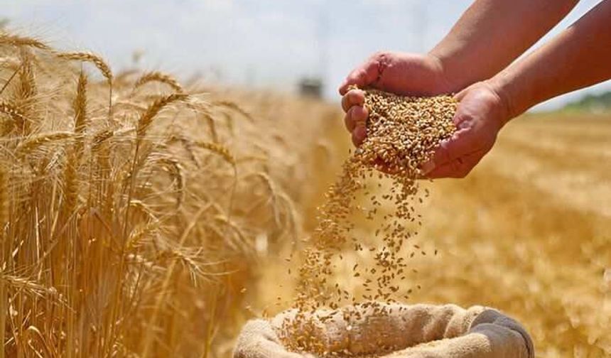 Urfalı Çiftçinin Beklediği Haber Geldi: Hububat Fiyatları Açıklandı
