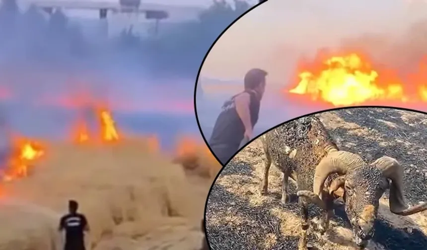 Urfa alev alev! Bir günde 227 anız yangını!