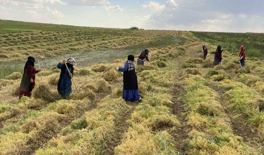 Urfa'da mercimek hasadı başladı