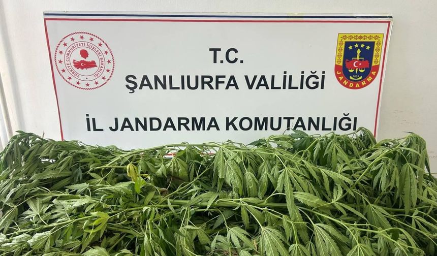 Şanlıurfa'da kenevir operasyonu! Jandarma şüpheliyi suçüstü yakaladı