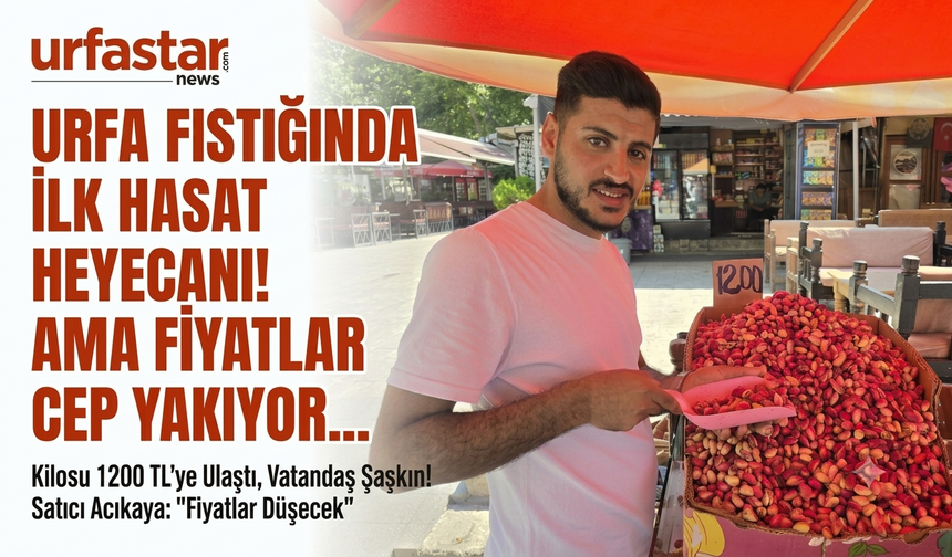 ŞANLIURFA’DA YILIN İLK FISTIK HASADI YAPILDI: BİN LİRAYI AŞAN FİYATIYLA TEZGAHTA YAKLAŞILMIYOR