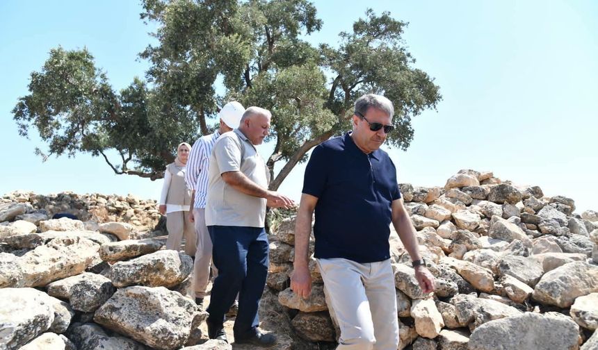 Vali Şıldak Duyurdu: 13 Asırlık Anıt Zeytin Ağacı Turizme Kazandırılıyor