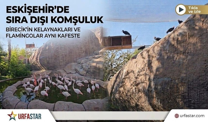 Birecik’in Simgesi Eskişehir’de: Kelaynaklar ve Flamingolardan Sıra Dışı Komşuluk!