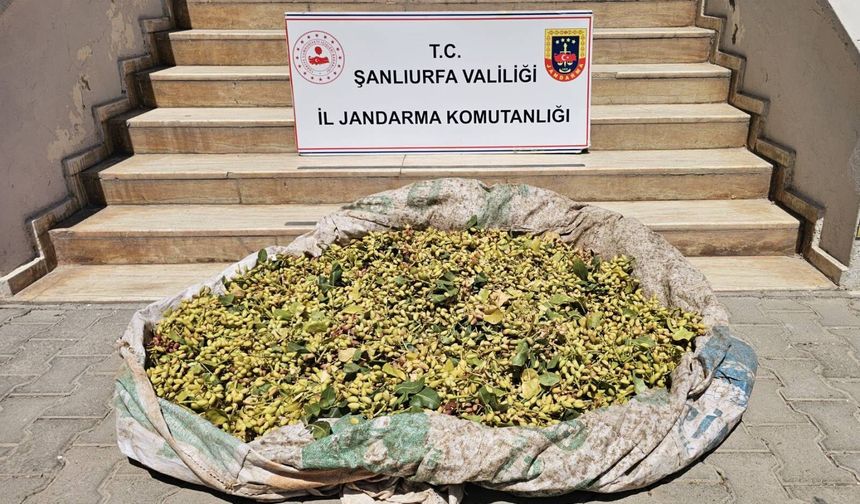 Urfa'da fıstık hırsızları suçüstü yakalandı