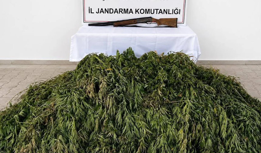 Şanlıurfa'da jandarmadan uyuşturucu darbesi! 610 kök kenevir yakalandı