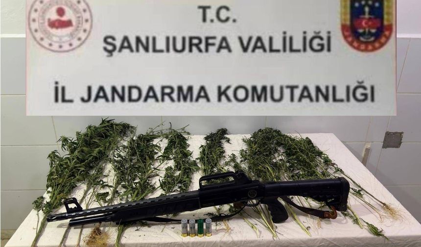 Şanlıurfa’da jandarmadan kenevir operasyonu: 15 kök ele geçirildi