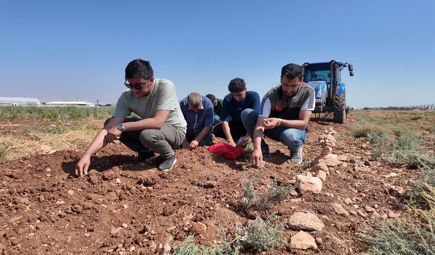 Şanlıurfa’da tarihi safran üretimi büyükşehir desteğiyle yeniden canlanıyor