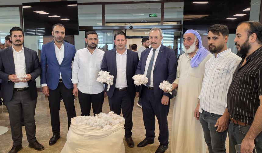 Şanlıurfa’da yılın ilk pamuğu görücüye çıktı