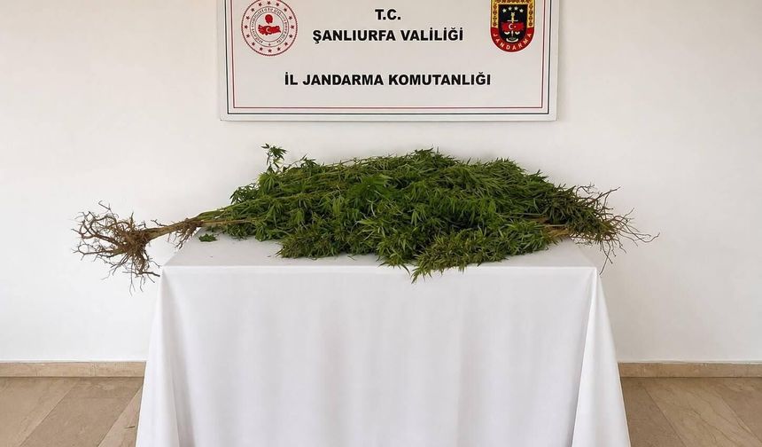 Eyyübiye’de yasa dışı kenevir ekimi jandarmaya takıldı