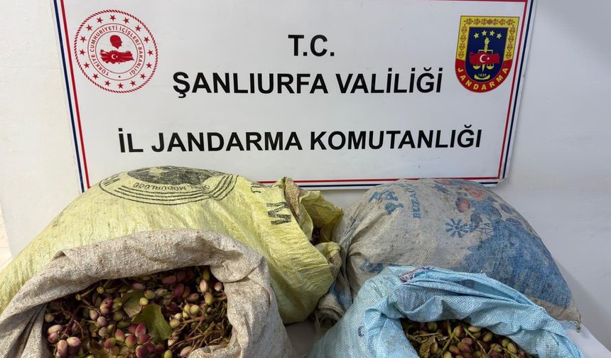 Şanlıurfa’da fıstık hırsızlığına jandarmadan suçüstü müdahale