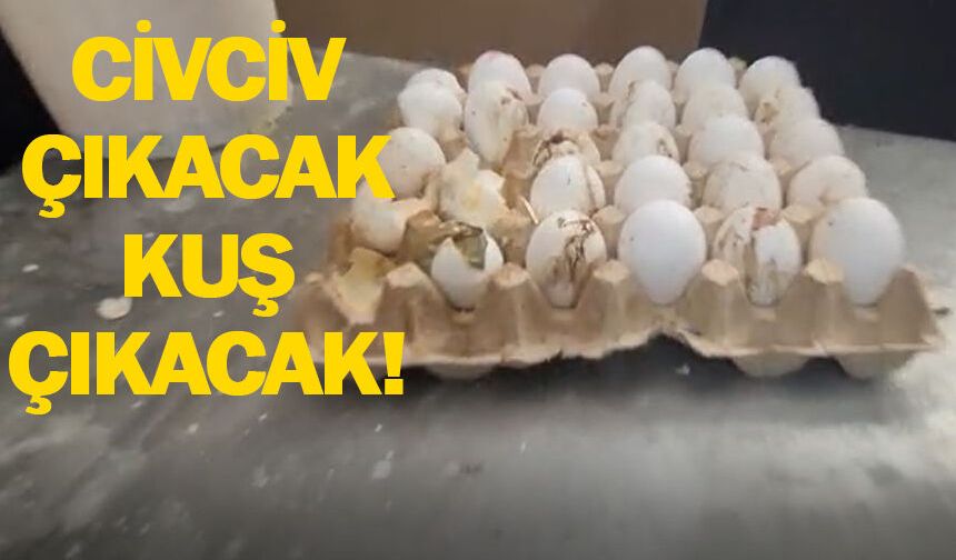 Bozuk eti geçtik, yumurtadan civciv çıktı!
